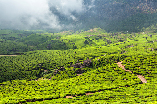 Evergreen Tea plantations of indian tea, Munnar, Kerala, South India