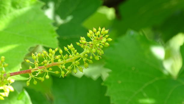 Background vegetable image. Soft green blurred background of grape leaves with blooming brush fruit.