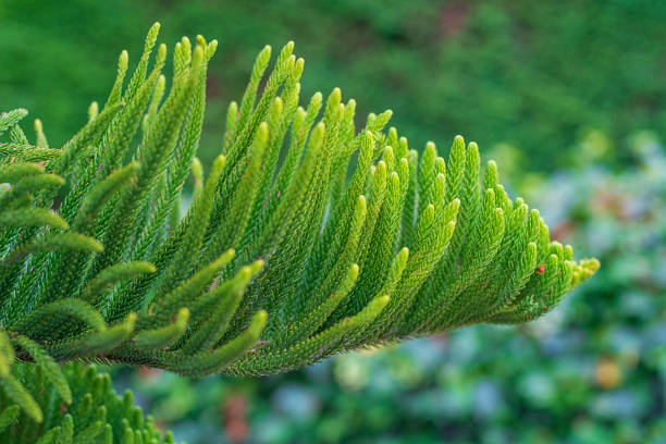 Araucaria variegated  (Norfolk pine)
