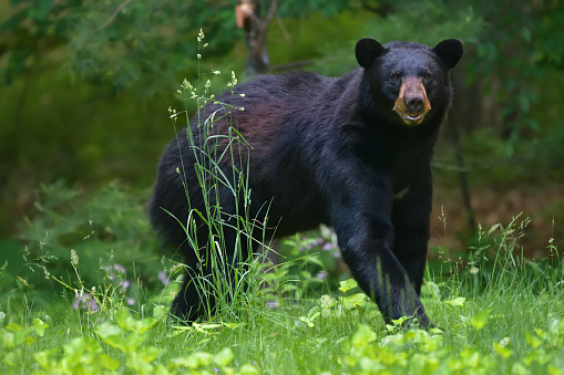 Black bear in tall grass