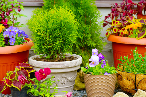 beautiful flowering plants and flowers in flower pots