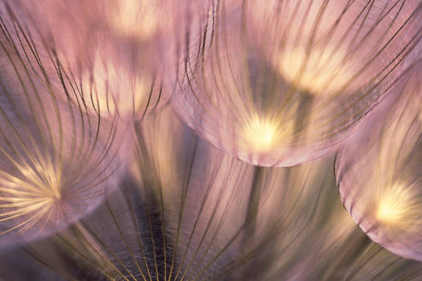 Extreme closeup of dandelion seeds.