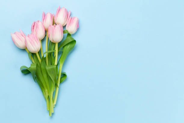istock Pink tulips over blue background 1248196077