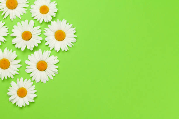 istock Camomile flower greeting card 1248196094