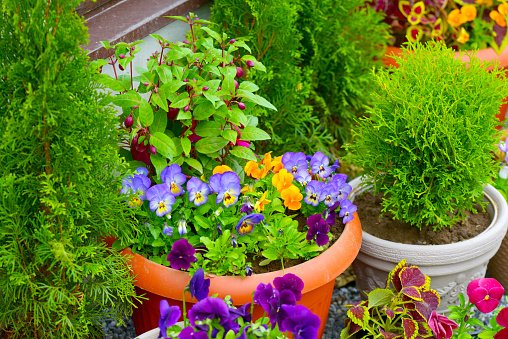 A large outdoor flower pots bursts with a profusion of colorful garden petunia flowers, creating a vibrant and enchanting display