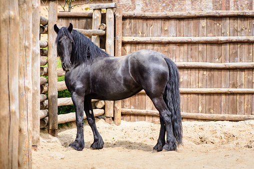 black friesian horse stands inside a wooden corral