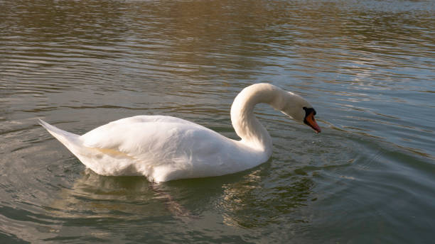 istock White swan on the water in the morning 1248196177