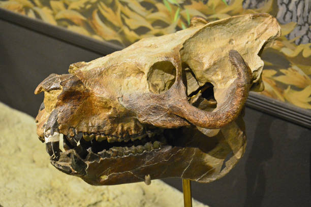 istock Skull of Merycochoerus superbus 1248196726