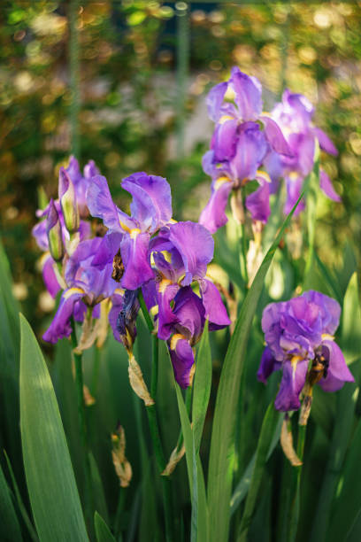 istock Beautiful purple Iris flowers in a garden. 1248198172