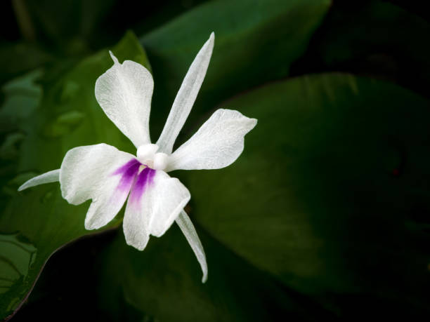 新鮮な緑の葉と芳香族生姜の花の白い花びら - mystery lily ストックフォトと画像