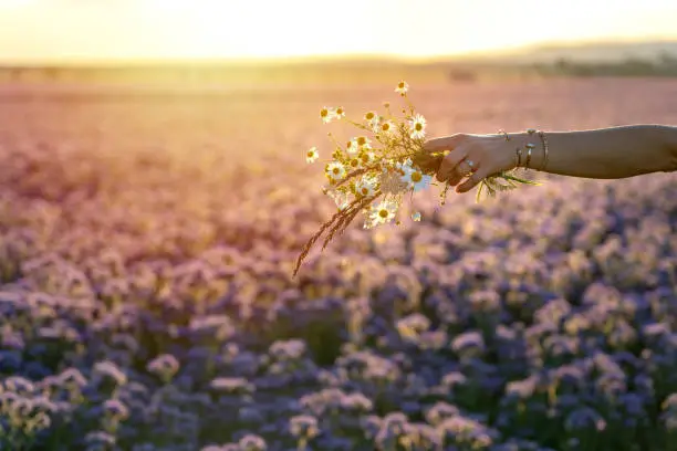 hand of a woman enjoying the nature and the sunset while walking on the wild fields with a wildflower bouquet .