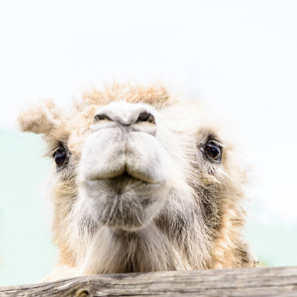 Camel Hair Stock Photos, Pictures & Royalty-Free Images - iStock Camel Hair Stock Photos, Pictures & Royalty-Free Images - iStock