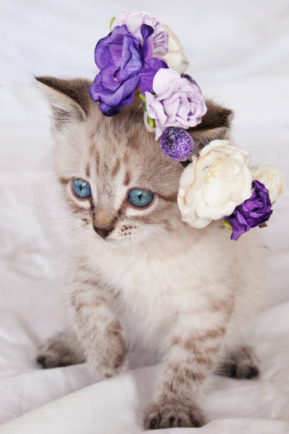 istock cat with blue eyes in a basket with flowers 1248198474