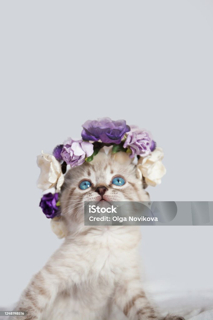 cat with blue eyes in a basket with flowers Floral Crown Stock Photo