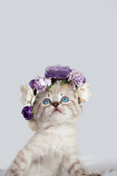cat with blue eyes in a basket with flowers cat with blue eyes in a basket with flowers floral crown photos stock pictures, royalty-free photos & images