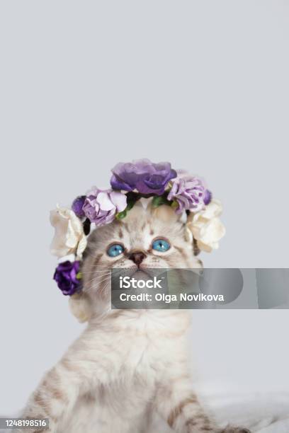 Cat With Blue Eyes In A Basket With Flowers Stock Photo - Download Image Now - Floral Crown, Domestic Cat, Flower