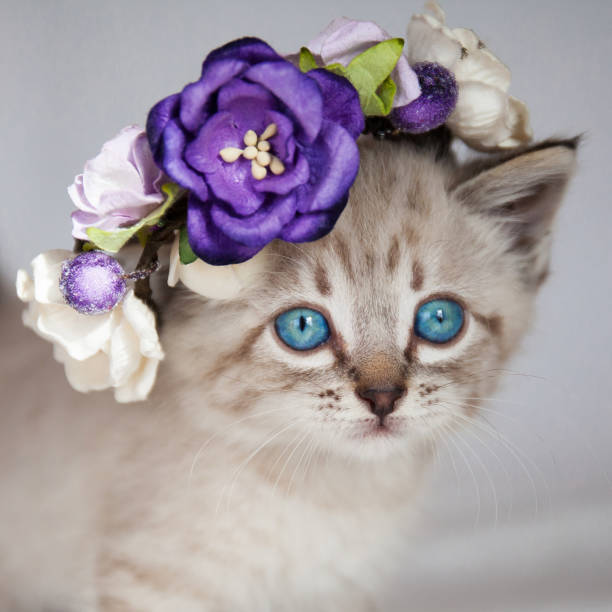 istock cat with blue eyes in a basket with flowers 1248198553
