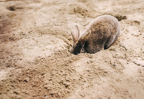 Rabbit is digging. Cute rabbit hole. Little rabbit is in foreground.