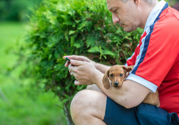Sofia, Bulgaria - June 7 2020: A man is staring at his phone while holding a small puppy on his lap