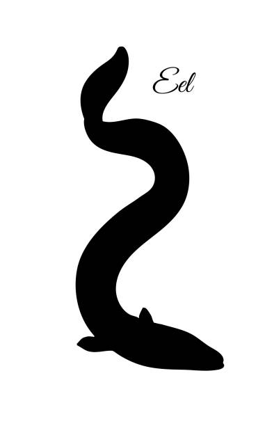 Silhouette of japanese eel Japanese eel. Fish silhouette isolated on white background. saltwater eel stock illustrations
