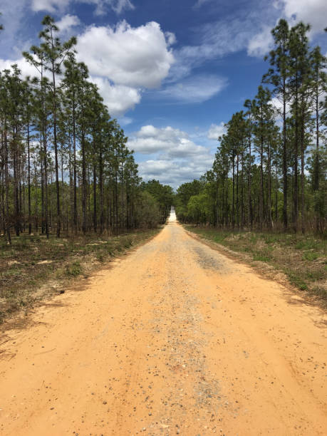 istock Straight dirt road in pine forest disappearing over hill in distant horizon 1248201462