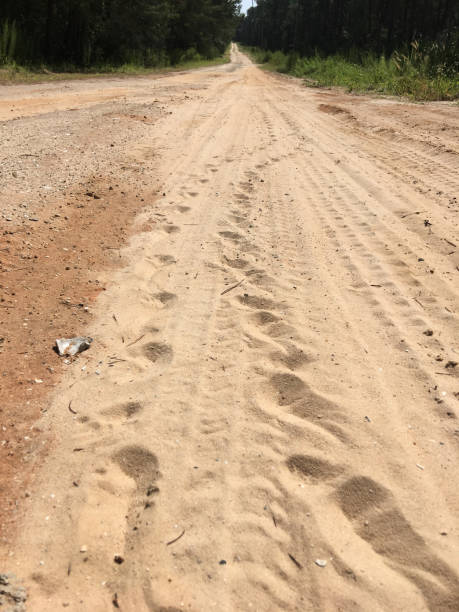 istock Ground-level shot of Gopher Tortoise footprints along dirt road in forest 1248201992
