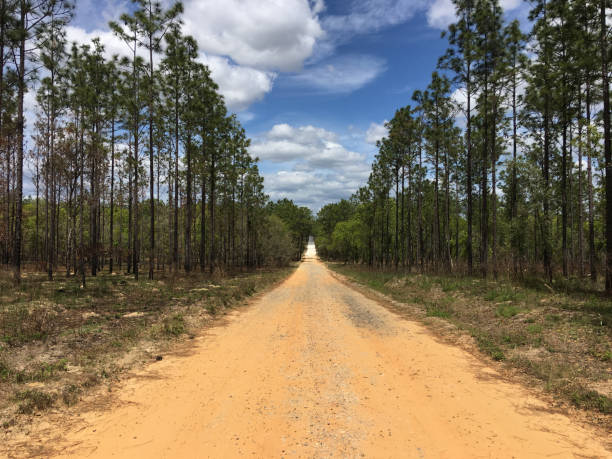 istock Straight road in pine forest disappearing over hill in distant horizon 1248202116