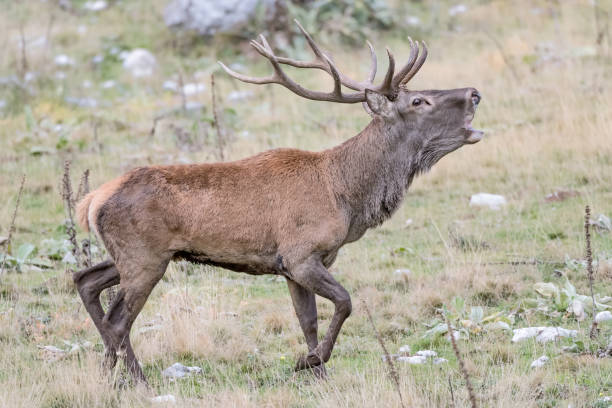 istock Red deer male call his females (Cervus elaphus) 1248202128
