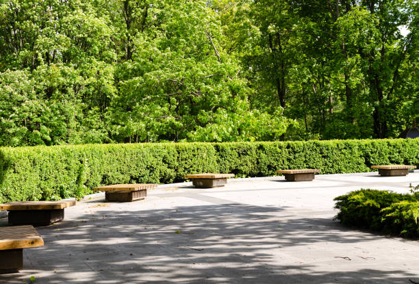 istock benches for relaxation with a tree, in a park among green trees, 1248205195