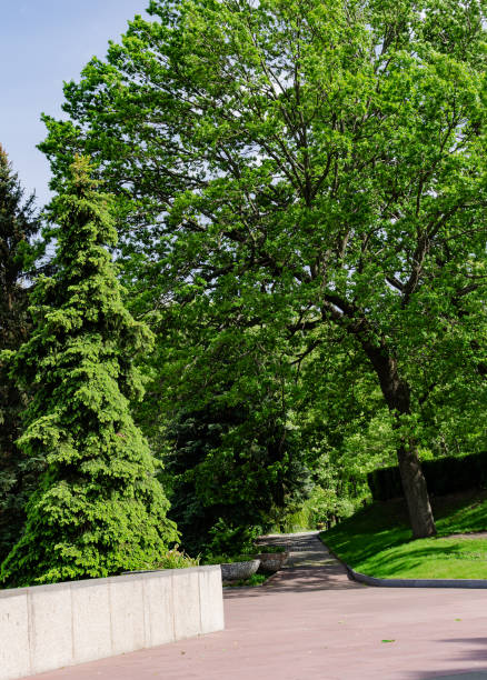 istock paving road in the park among green trees 1248205730