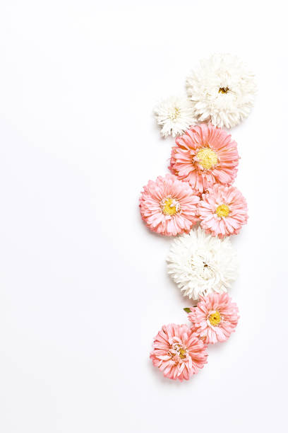 istock frame autumn flowers. pink stars on a white background. space for text, vertical frame 1248205790