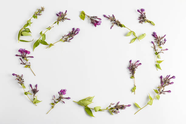 istock frame with wildflowers on white background. flat lay, top view, copy space 1248207590