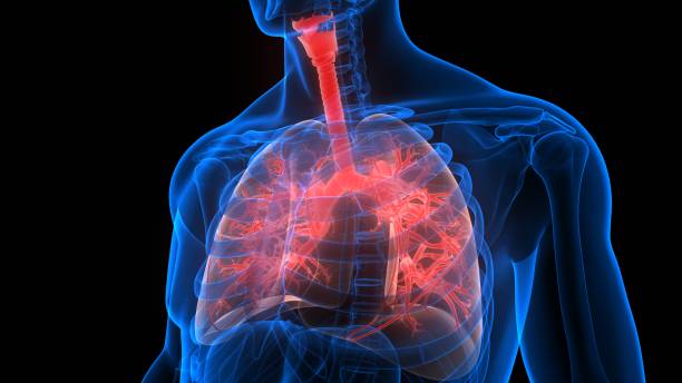istock Human Respiratory System Lungs Anatomy 1248207827