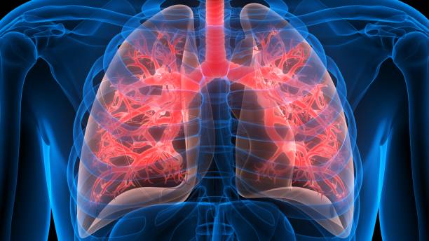 istock Human Respiratory System Lungs Anatomy 1248207846