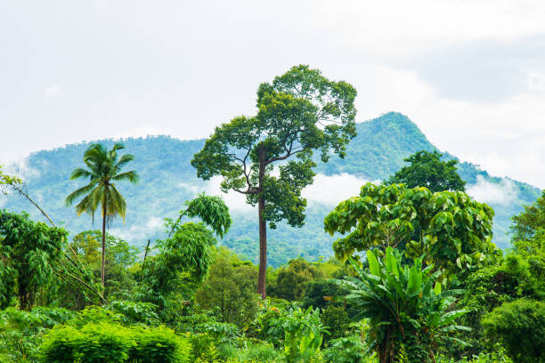 istock High tropical tree growing in a natural park with mountian and clouds after rain fall in the morning. 1248209046