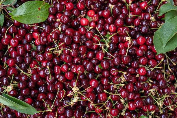 fresh red sweet cherries - farmers market fruit market berry fruit imagens e fotografias de stock