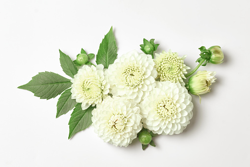 wedding concept. beautiful white Dahlia flowers on a white background. top view, close-up.