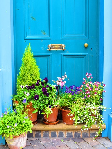 Potted plants on the steps of a traditional London mews townhouse.
