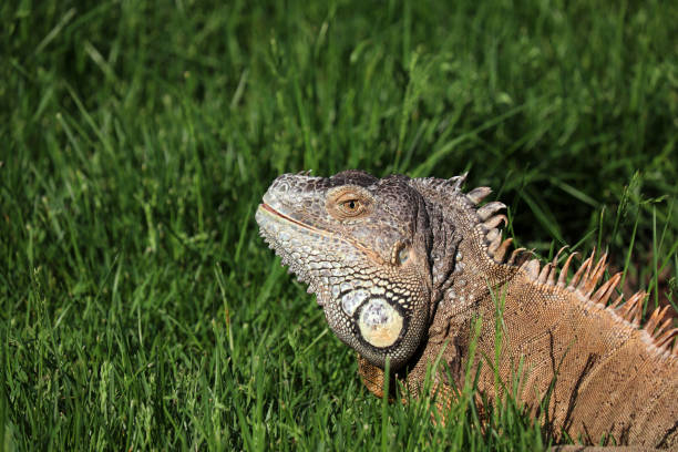 Portrait of lizard in summer, wild nature