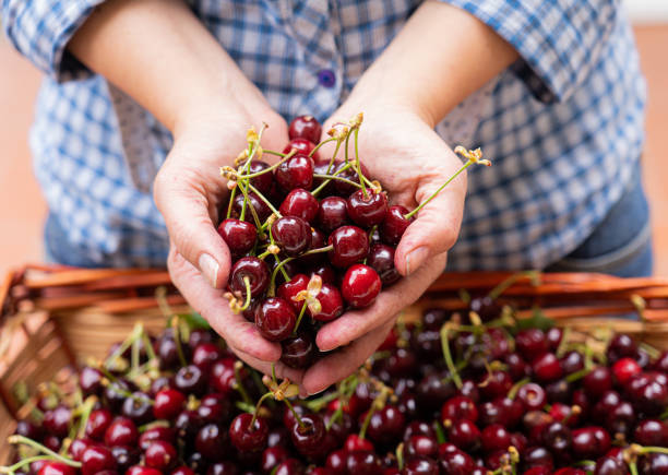 руки, полные вишни - farmers market fruit market berry fruit стоковые фото и изображения