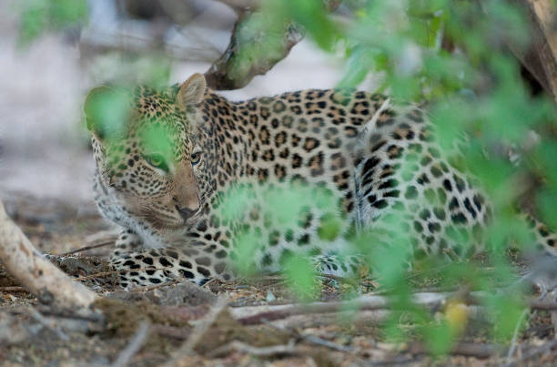 istock a leopard half hidden in the bush, looking for prey 1248210688
