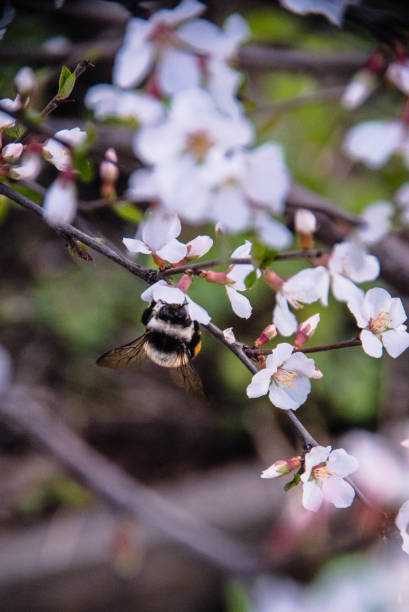 istock Bumblebee collects nectar on flowering cherries 1248211697