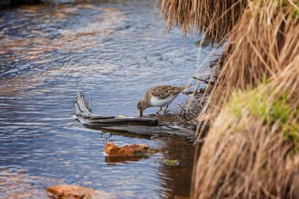 A small sandpiper searches for food on a bog among tussocks of grass