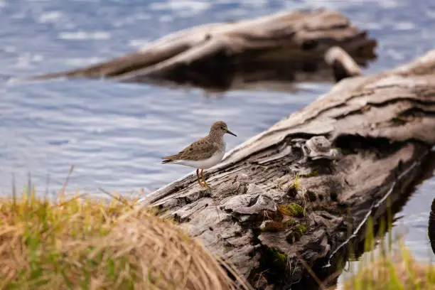 Little sandpiper sits on an old log in a swamp