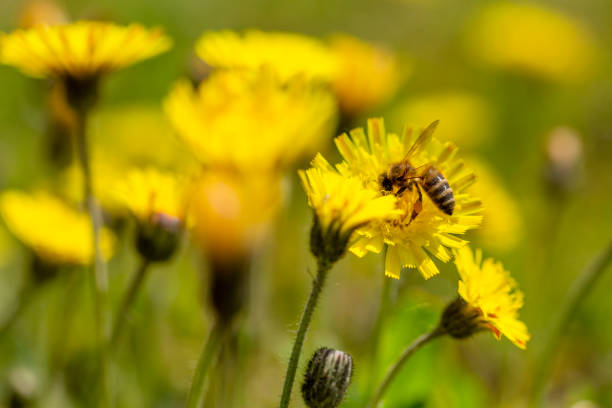 Honey bee on Hieracium pilosella flower