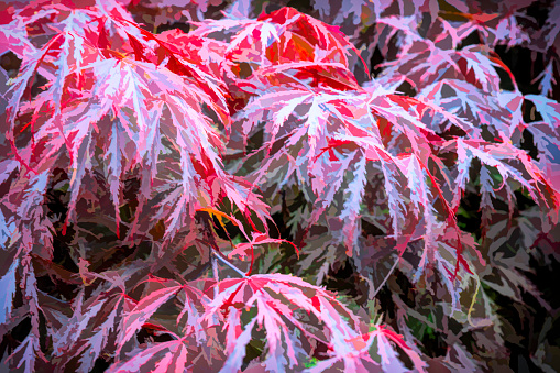 Japanese Maple, close up of red leaves with raindrops post processed to give a painterly image for use as a background.