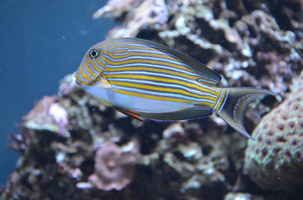 istock Tropical fish in aquarium, Berlin 1248212528