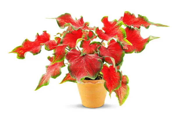 Photo of Red caladium in clay pot isolated on white background with clipping path