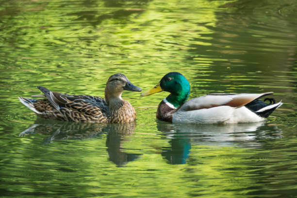 Ducks love Swimming ducks showing their love mallard duck stock pictures, royalty-free photos & images