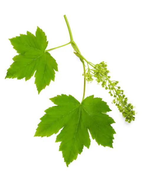 Maple brranch with leaves and flowers isolated on white